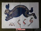 50年代教学挂图《家兔的骨骼》
