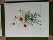美国原版 雷杜德植物图谱精选（Redouté: The Grand Collection）散页装，亚麻布硬封套