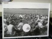 老照片《黑龙江柳河五七干校学员在田间休息时；畅谈学习无产阶级继续和深入体会》