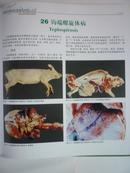 猪病诊断彩色图谱与防治（全新正版塑封）