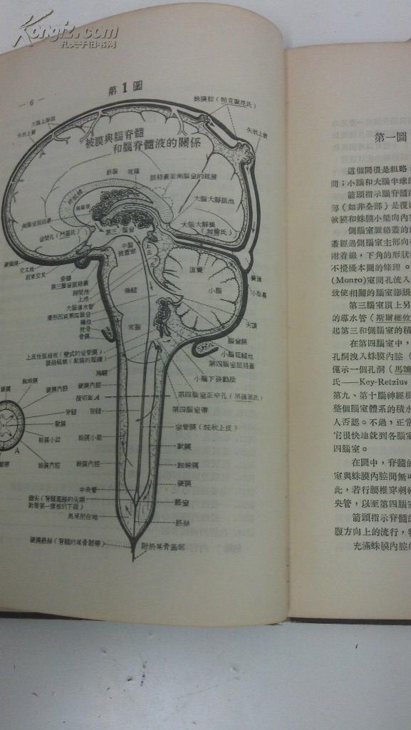 主要的神经通路