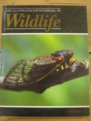 THE ILLUSTRATED ENCYCLOPEDIA OF Wildlife VOLUME 41(外文原版动物图册 内有大量彩色配图）