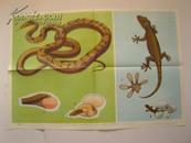五年制小学课本自然第二册教学挂图（下）：壁虎和蛇