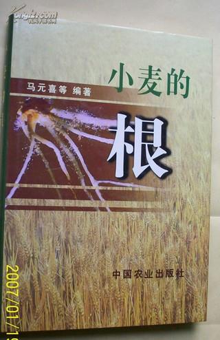 小麦的根