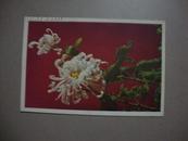 1958年菊花邮政明信片