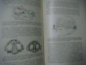 Outlines of Comparative anatomy of vertebrates 脊椎动物解剖比较 1917精装16开 406精细插图