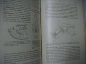 Outlines of Comparative anatomy of vertebrates 脊椎动物解剖比较 1917精装16开 406精细插图