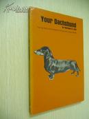 Your Dachshund【你的腊肠犬，英文原版】