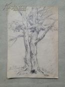 李枫 1957年绘写生素描 共16幅  补图