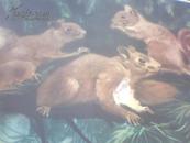 野兽14松鼠-幼儿认识自然教学图片