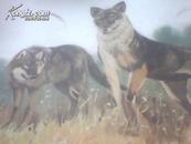 野兽5狼-幼儿认识自然教学图片