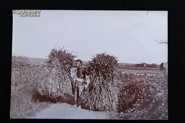 特价清代山东青岛稻田扛着稻草的青年农民原版蛋清老照片相片