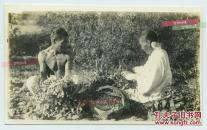 民国时期山东威海卫农村妇女收获花生老照片，1936年转口贸易的发展促成了威海卫农产品的商品化，尤其花生出口量最大，成为农民增收的主要来源。13.6X8.3厘米