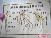 手绘挂图 ：三种脊椎动物前肢骨骼的比较