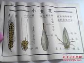 手绘挂图  ：  小麦花