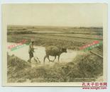 民国香港九龙的农民耕地与耕牛老照片，1926年早期农业写照，环球坚毅航行之旅拍摄。12.7X10.1厘米