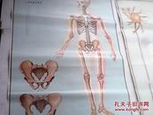 中学生理卫生教学挂图  9人体骨骼正面观  10人体骨骼侧观 11颅骨的构造   12骨的连接   13 骨的构造   14人体骨骼肌正面观   15人体骨骼肌 侧面观 7张合售