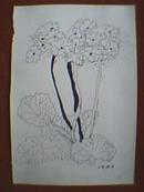 线描：四季樱草（此为绘画原作，非印品；其尺寸大小为：宽19厘米，高26厘米）