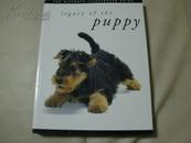 Legacy of the puppy英文原版宠物犬图片百科2004