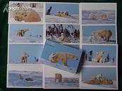 优质明信片：《罗红北极熊作品》（一打12张；带套盒；）.