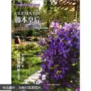 鐵線(xiàn)蓮怎么種植技術(shù)教學(xué)書(shū)籍 藤本皇后鐵線(xiàn)蓮