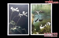 美11《花卉飞禽风景》(1956年)美术邮政明信片2张