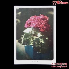 北京美5《北京风景一》瓜叶菊(1958年)邮政明信片