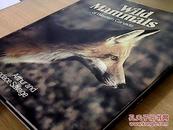 wild mammals of western canada-加拿大西部野生哺乳动物(16开英文老画册)