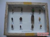 标本盒--益虫害虫标本各六种