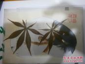 老的压膜香山红叶标本