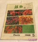 植物杂志（1988年5期）