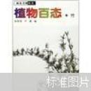 植物百态·竹