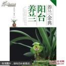 养兰金典 阳台养兰