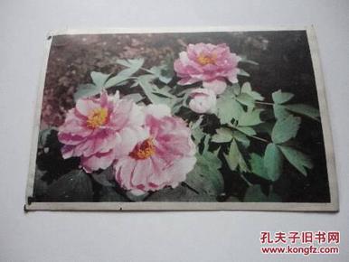 明信片 花卉（1）