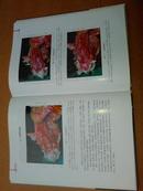 WISTAR大鼠解剖图谱本书按照系统解剖与局部解剖相结合的方式编排，对WISTAR大鼠进行详细解剖学观察，对个别小器官(如爪、肾上腺、卵巢)进行了深入细致的显微解剖。