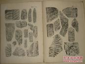 中国标准化石.植物