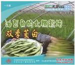 豆角种植技术资料（荷兰豆 菜豆 绿豆 豇豆栽培 ） 5视频2书籍 豆类蔬菜绿色生产技术指南