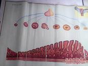 中学生理卫生教学挂图  42 月经形成原理