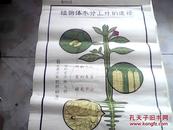 手绘挂图 ： 植物体水分上升的途径