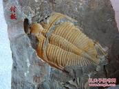 古生物对开板王冠虫三叶虫化石