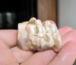 天然奇石观赏石造型石戈壁石玛瑙石沙漠漆小摆件收藏品：灵牙玉齿