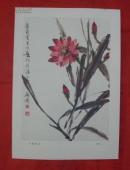 现代中国画.令箭荷花.8开