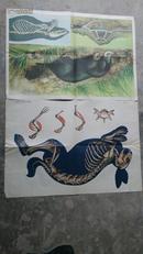 动物学教学挂图：脊椎动物--哺乳纲
