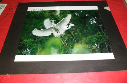 大賽參展作品【白鷺展翅】