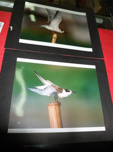 大賽參展作品【鳥】一組4張