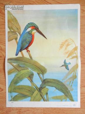 六年制小学课本 语文 第四册 教学图片 （上）10（8）翠鸟 /沈枬 画