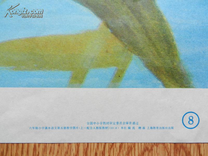六年制小学课本 语文 第四册 教学图片 （上）10（8）翠鸟 /沈枬 画