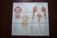 【针灸解剖挂图】躯干部前面穴位（1张78cm X 36cm大型挂图）