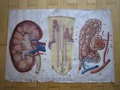 初级中学课本生理卫生教学挂图：肾脏的构造（双面印）