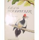 Life of the Woodpecker